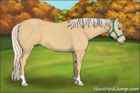 Horse Color:Palomino 