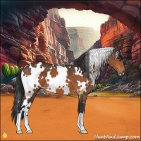 Horse Color:White Spotted Bay 