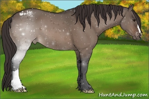 Horse Color:Brown Dun Appaloosa 