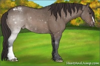 Horse Color:Brown Dun Appaloosa 