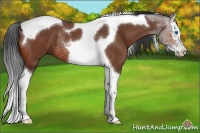 Horse Color:Bay Sabino Splash Tobiano Rabicano