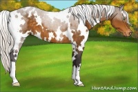 Horse Color:White Spotted Silver Buckskin Appaloosa 