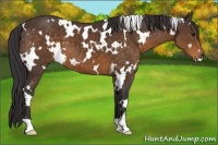 Horse Color:White Spotted Buckskin 
