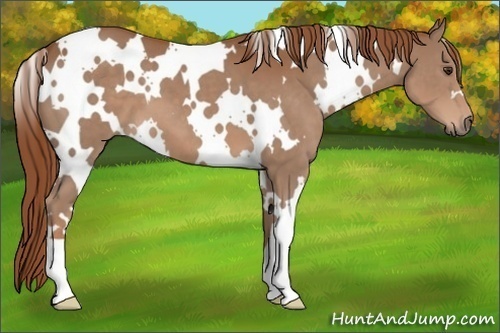 Horse Color:White Spotted Chestnut 