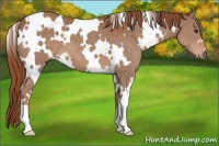 Horse Color:White Spotted Chestnut