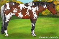 Horse Color:White Spotted Brown 