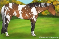 Horse Color:White Spotted Buckskin