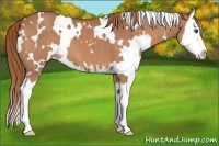 Horse Color:White Spotted Chestnut Splash