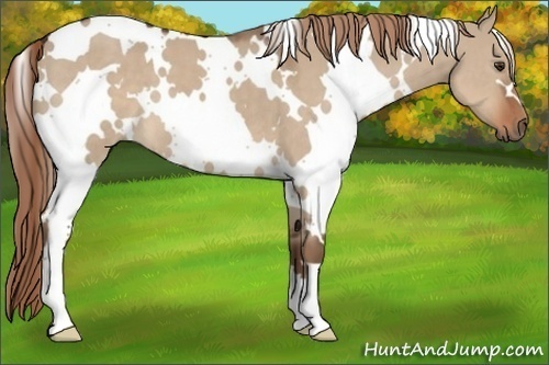 Horse Color:White Spotted Liver Red Dun 