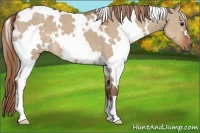 Horse Color:White Spotted Liver Red Dun 