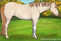 Horse Color:Gold Champagne Dun Varnish 