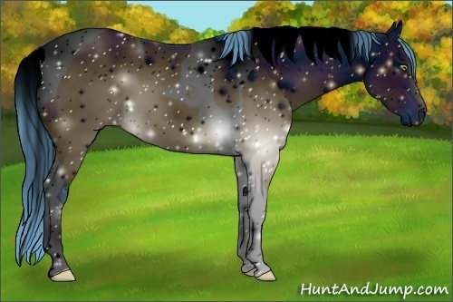 Horse Color:ERROR: UNKNOWN ANOMALY