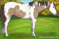 Horse Color:Classic Champagne Splash Tobiano 