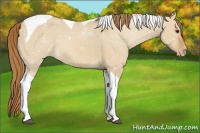 Horse Color:Red Dun Tobiano Varnish 