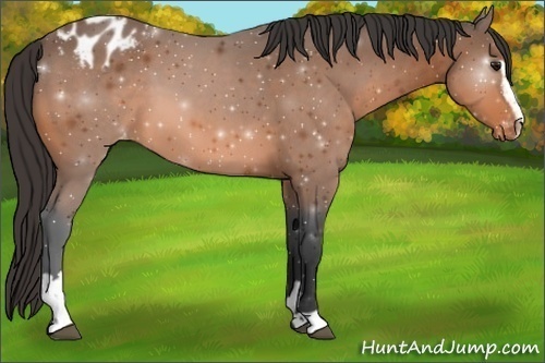 Horse Color:Bay Sabino Appaloosa 