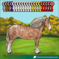 Horse Color:Chestnut Sabino  and Chestnut Pearl Sabino 