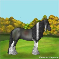 Horse Color:Black Sabino Tobiano 