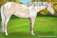 Horse Color:White Spotted Cremello 