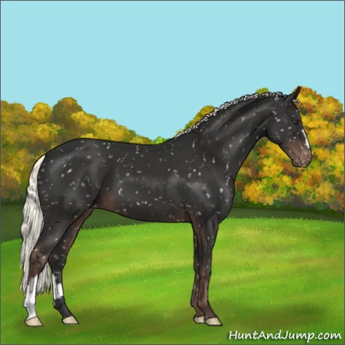 Horse Color:Liver Chestnut Mushroom Appaloosa