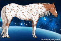 Horse Color:Silver Bay Near Leopard 