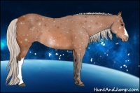Horse Color:Silver Brown Appaloosa 