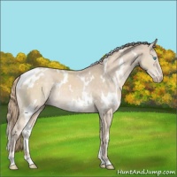 Horse Color:White Spotted Perlino Mushroom Rabicano