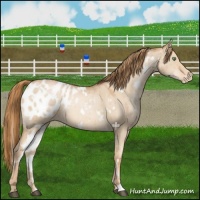 Horse Color:White Spotted Red Dun Pearl Appaloosa Brindle 
