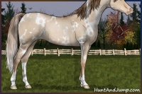 Horse Color:White Spotted Liver Red Dun Pearl Appaloosa 