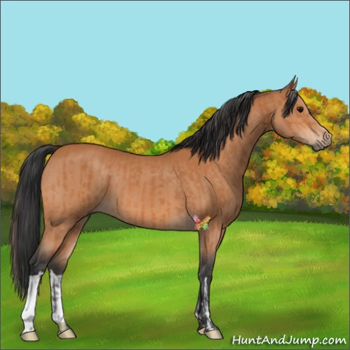 Horse Color:Bay  and Bay 