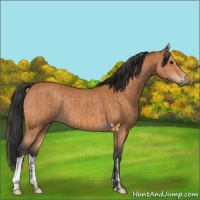 Horse Color:Bay  and Bay 