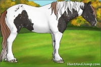 Horse Color:Liver Chestnut Tobiano Appaloosa 