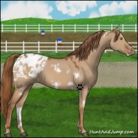 Horse Color:White Spotted Red Dun Sabino Appaloosa 