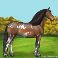 Horse Color:White Spotted Buckskin Mushroom Rabicano