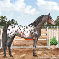Horse Color:White Spotted Brown Frame Appaloosa 