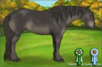 Horse Color:Smoky Black