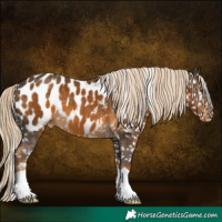 Horse Color:Chocolate Palomino Appaloosa 