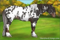 Horse Color:White Spotted Liver Chestnut Blanket Rabicano 