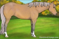 Horse Color:Watercolor Silver Brown 