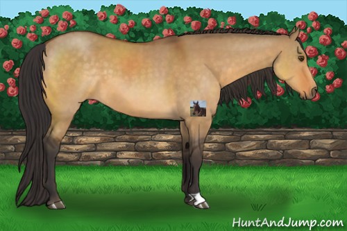 Horse Color:Buckskin Dun 
