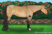 Horse Color:Buckskin Dun