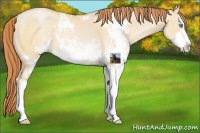 Horse Color:Buckskin Pearl Dun Sabino