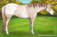 Horse Color:White Spotted Buckskin Roan Pearl Appaloosa 