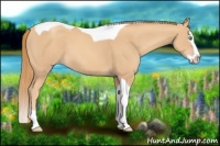 Horse Color:Gold Champagne Splash Tobiano 