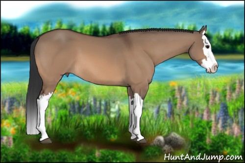 Horse Color:Bay Dun Splash
