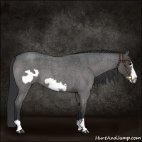 Horse Color:Grullo Roan Frame
