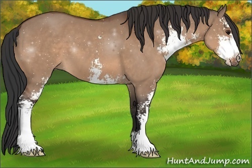 Horse Color:Bay Dun Sabino 