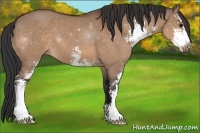 Horse Color:Bay Dun Sabino 