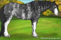 Horse Color:White Spotted Black