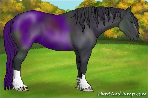 Horse Color:Black 