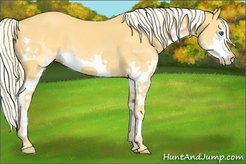 Horse Color:Palomino Splash 